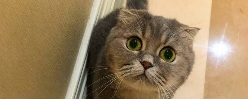 折耳猫软骨病早期症状