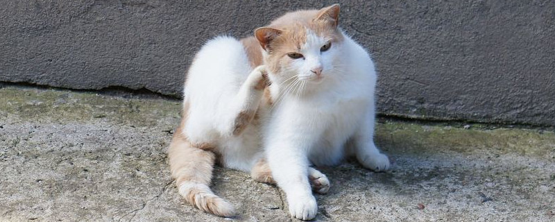 被猫抓出了血要打针吗