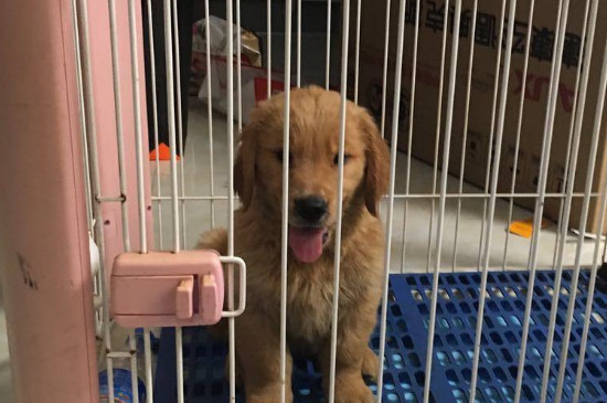 不花钱自制狗栏杆