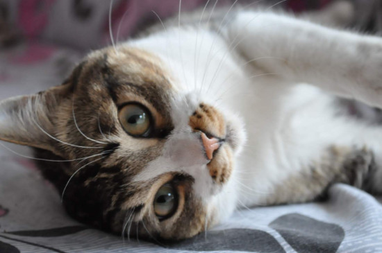 猫咪脱毛一块块怎么办
