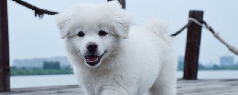 幼犬流鼻涕