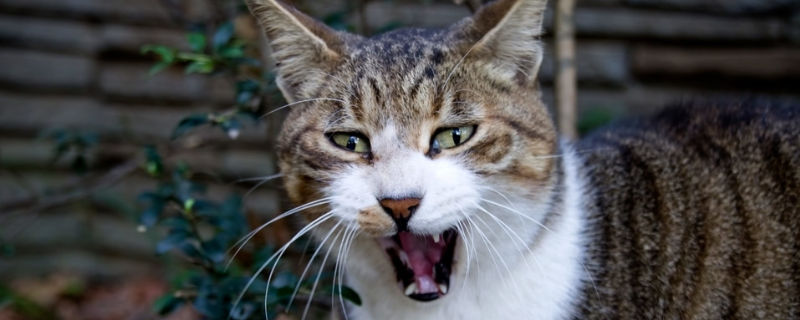 公猫不发情能配吗