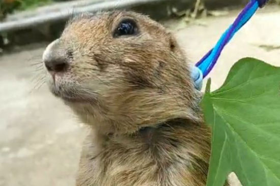 宠物土拨鼠粘人吗