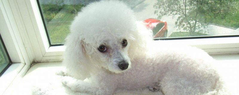 贵宾犬泪痕如何洗掉