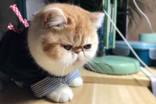 室内养猫推荐品种