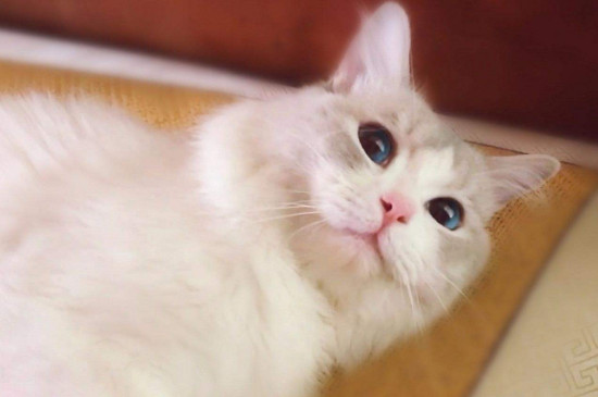 猫咪便秘怎么办，可以喂益生菌蜂蜜水帮助排便