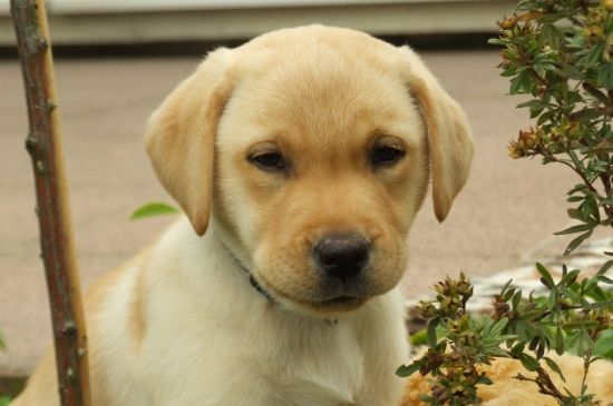 拉布拉多幼犬怎么养