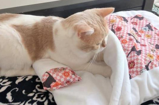 棉被自制猫窝
