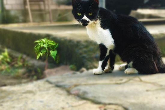 猫一整天没大便只拉尿