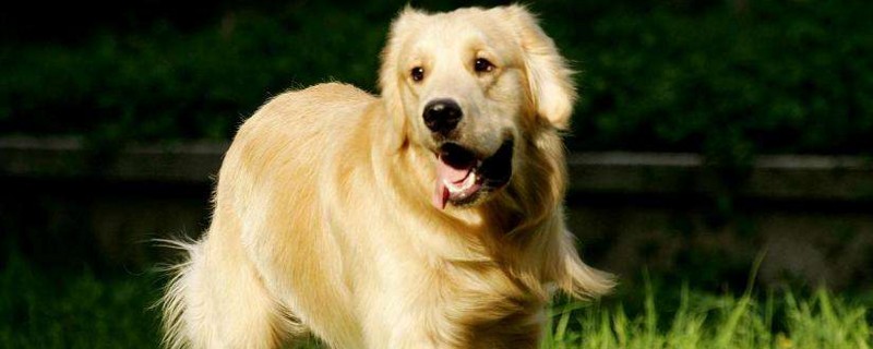 金毛犬怎么养