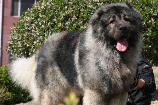 家庭养高加索犬可怕吗，高大凶猛很可怕要从小开始驯服