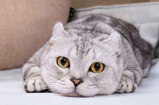 价格在一万左右的猫，什么猫一万以上