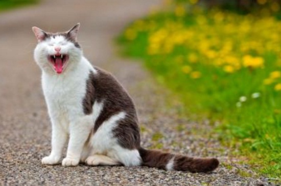 猫咪为什么老把水扒洒
