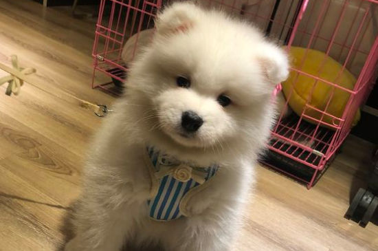 萨摩几个月可以吃蛋黄