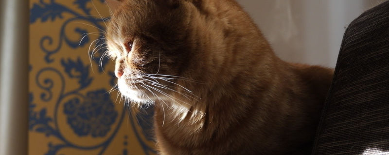 加菲猫生气的表现