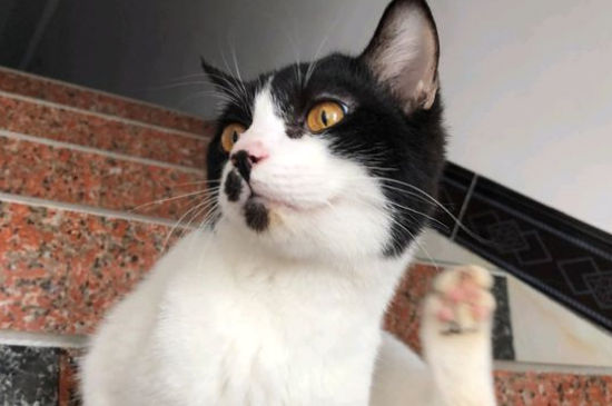 公猫会照顾小猫吗