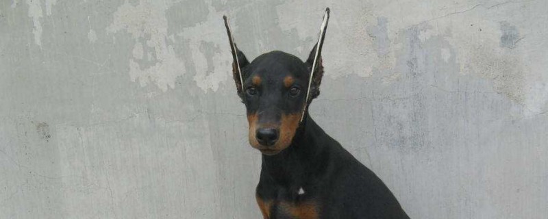 三个月大的杜宾犬价格是多少