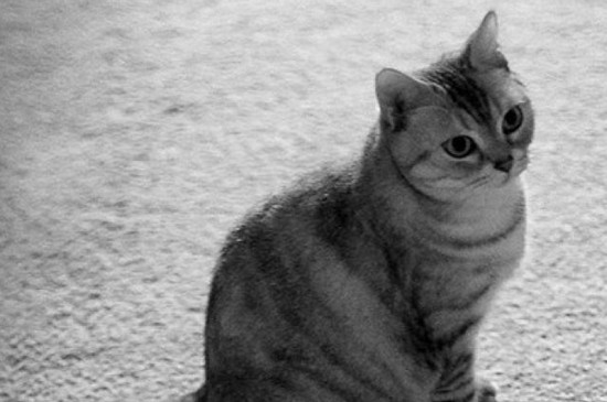 猫咪呕吐白色泡沫