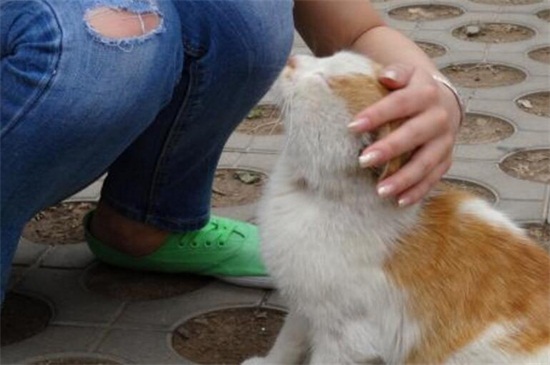 如何判断猫腿是否骨折