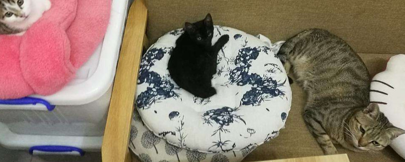土猫容易生病吗