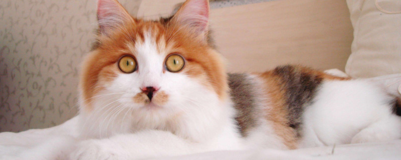 两只陌生猫配种要几天