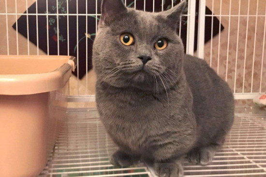 矮脚猫的破坏性