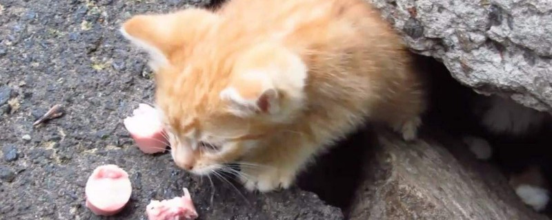 野猫一般会把窝建在哪里