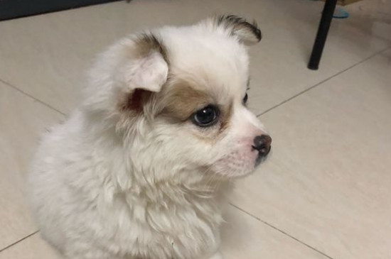 狗狗没精神只喝水还吐
