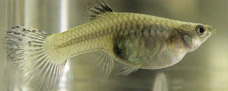 新手养不死的观赏鱼