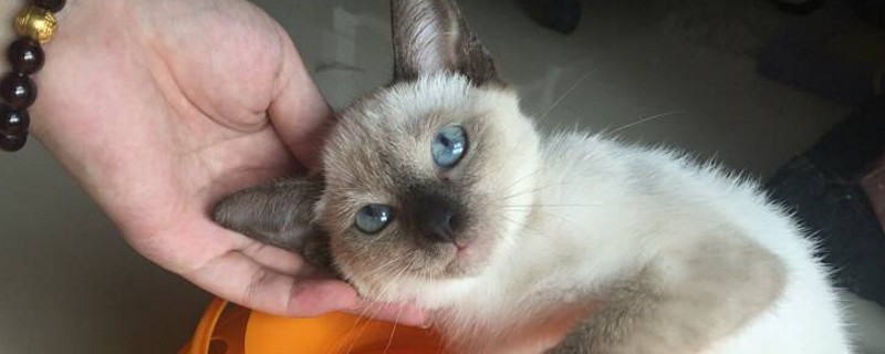 如何让暹罗猫变白