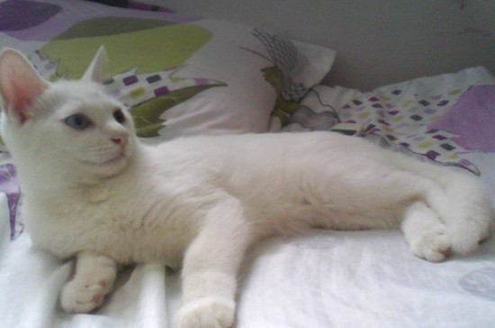 猫毛发黄是什么原因