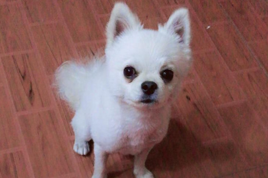 狗狗咬人怎么办