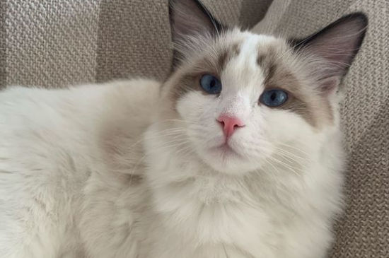猫咪耳朵热
