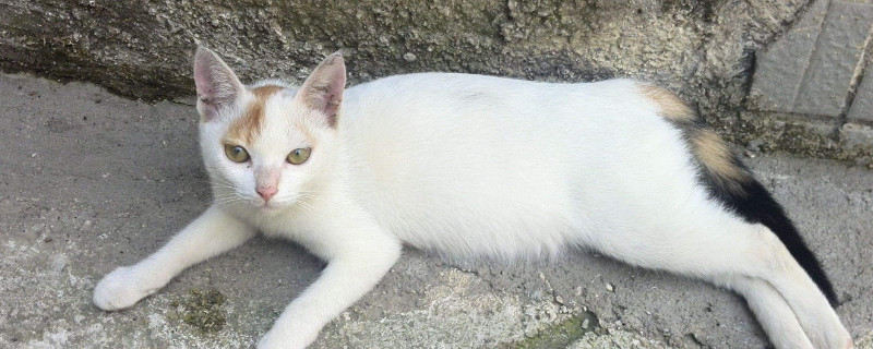 短毛猫咪掉毛怎么办