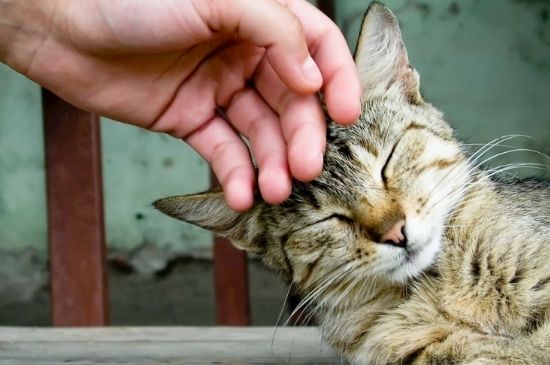 猫能吃瓜子仁吗