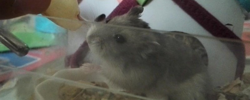 小仓鼠怎么养才不会死