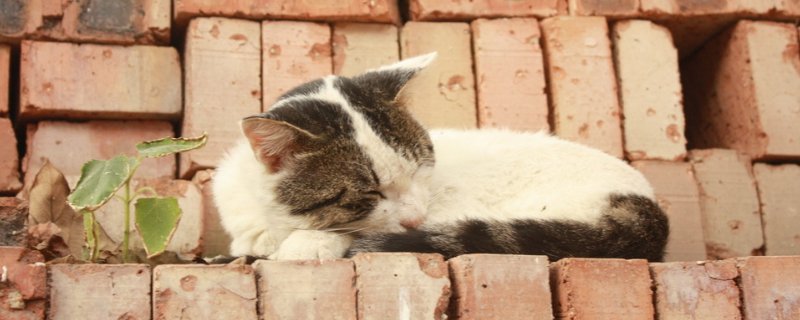 猫洗完澡没精神正常吗