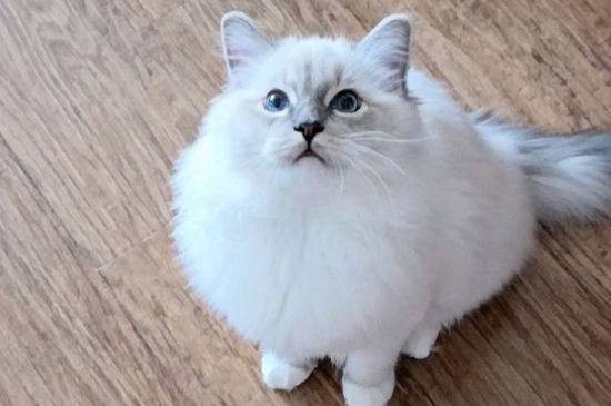 猫舌头发白
