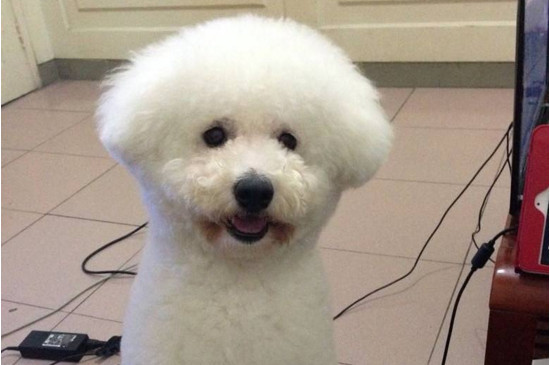 比熊幼犬怎么喂养