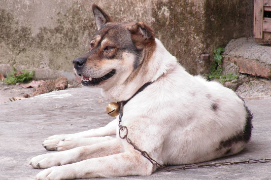 猎犬几个月会起猎性