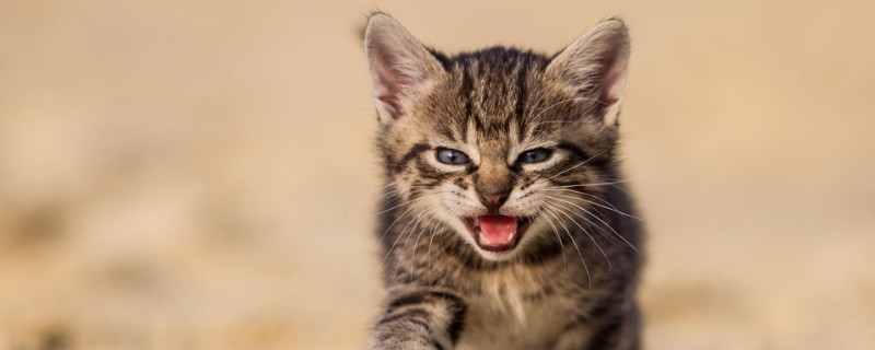 人把猫打死了会怎么样