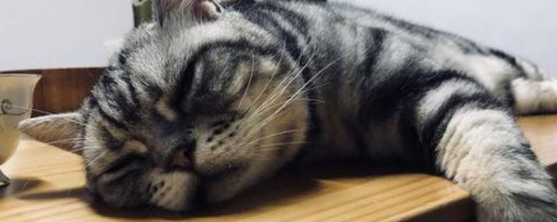 猫胺膏的作用