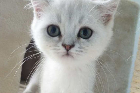 猫的观水症还有救么