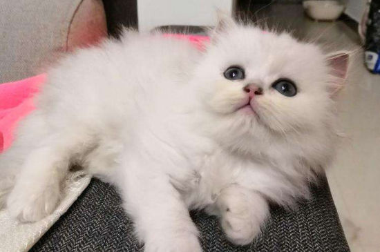 金吉拉猫缺点