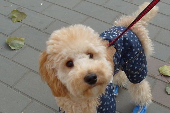 贵宾犬泪痕如何洗掉