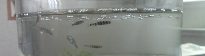 鱼缸水面有泡沫怎么办
