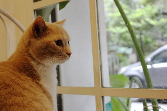 猫咪去世了会回来吗