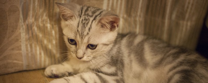 猫小便失禁全身无力