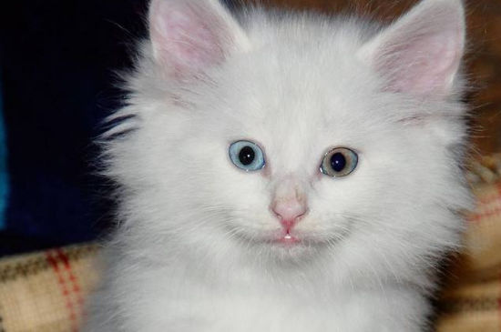 猫不停的刨猫砂还总叫