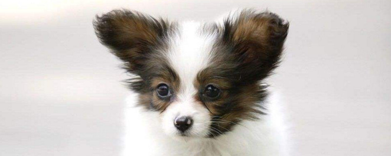 蝴蝶犬容易忘记主人吗